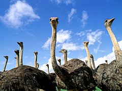 Heads Up, Ostrich Herd